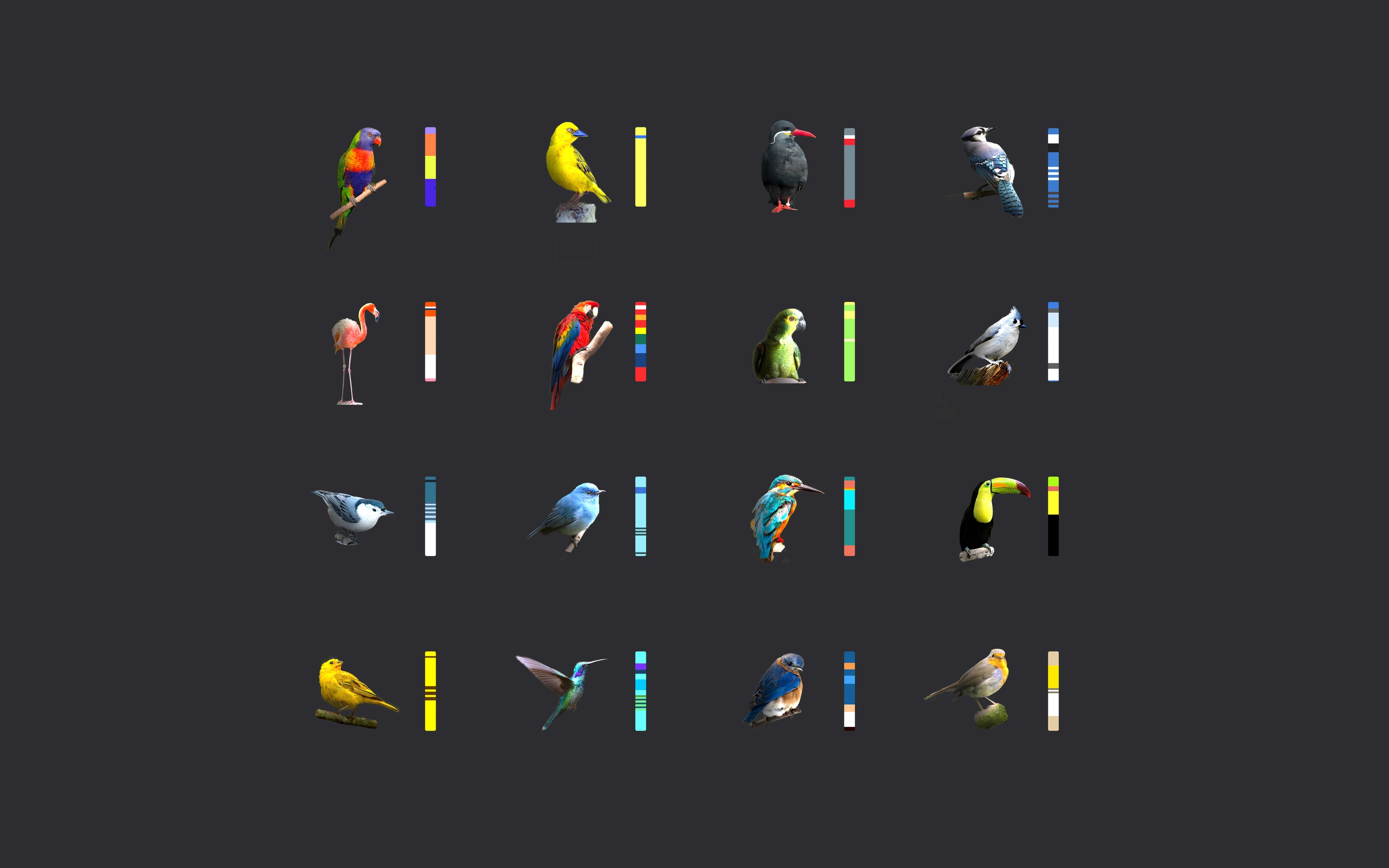 Bird forms and colour studies
